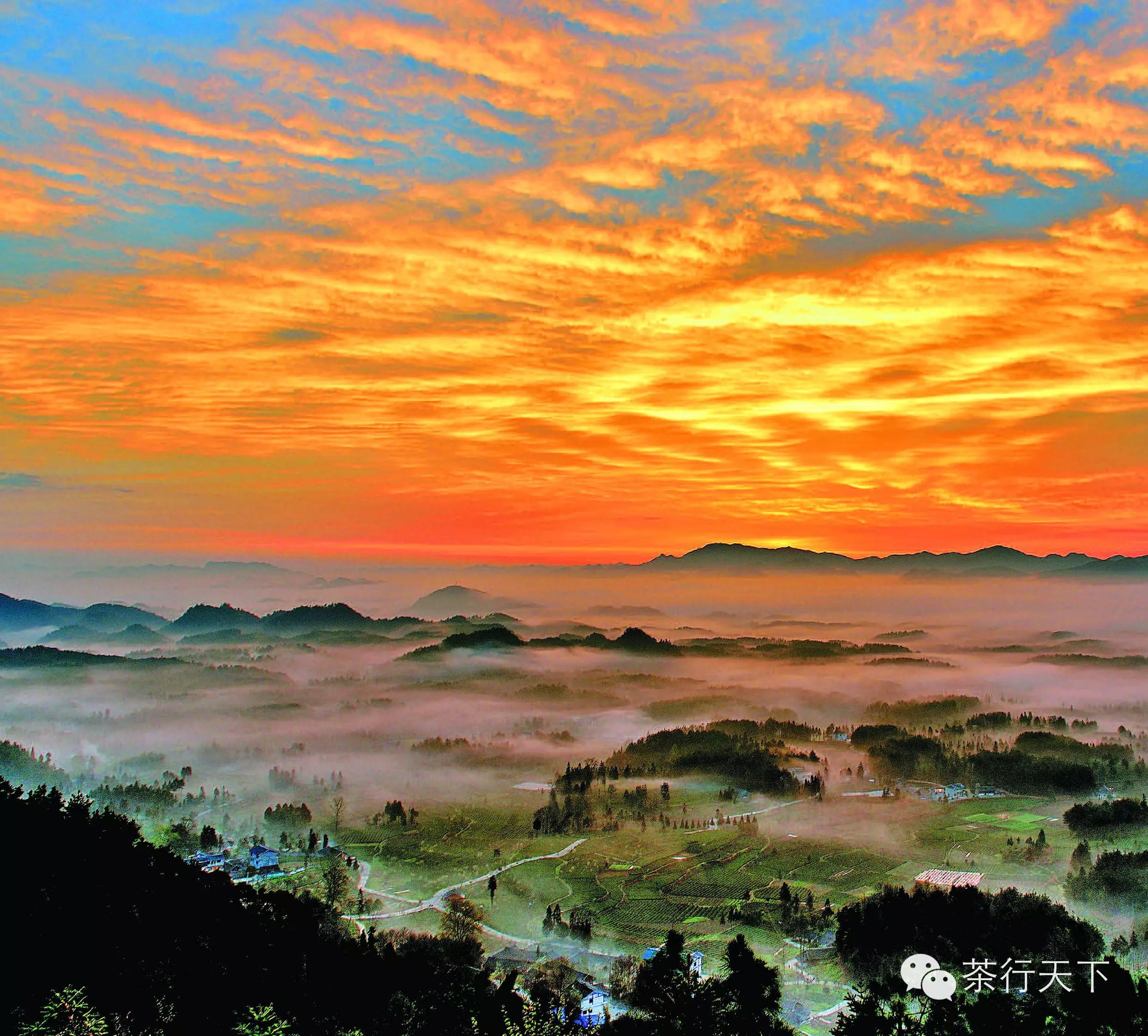 富硒茶跟有机茶一样吗（茶样机富硒有什么作用）-硒宝网