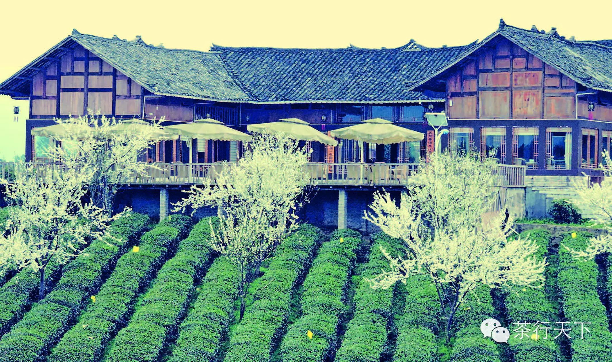 富硒茶跟有机茶一样吗（茶样机富硒有什么作用）-硒宝网