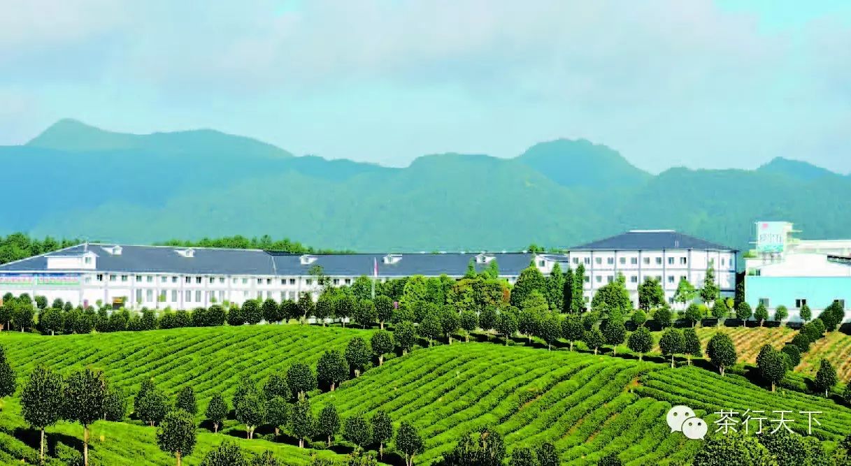 富硒茶跟有机茶一样吗（茶样机富硒有什么作用）-硒宝网