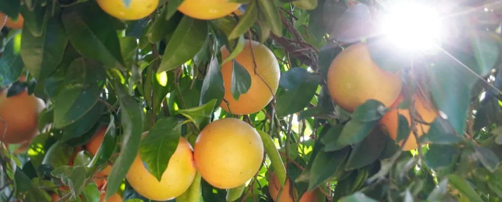 儿童补铁哪个牌子好(牌子儿童好补铁的有哪些)-硒宝网