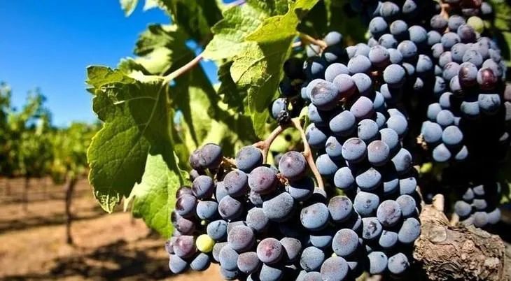 儿童补铁哪个牌子好(牌子儿童好补铁的有哪些)-硒宝网