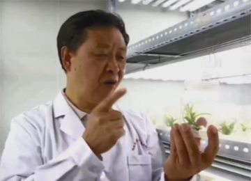 富硒茶是哪些植物做的(茶叶富硒)-硒宝网