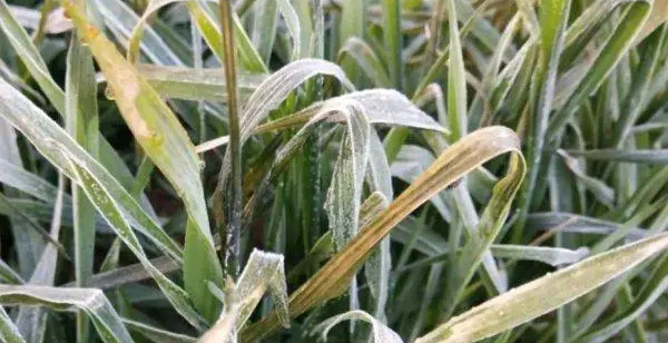 富硒茶是哪些植物做的(富硒茶中的硒指什么)-硒宝网