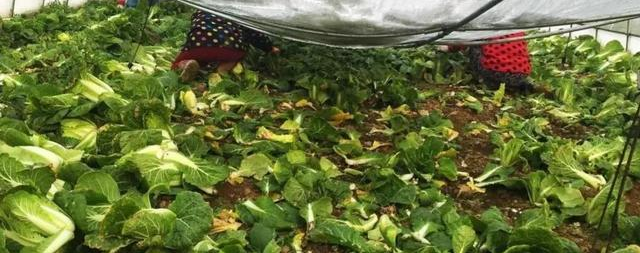 富硒茶是哪些植物做的(富硒茶中的硒指什么)-硒宝网