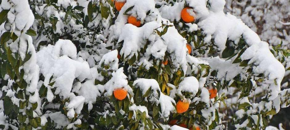 富硒茶是哪些植物做的(富硒茶中的硒指什么)-硒宝网