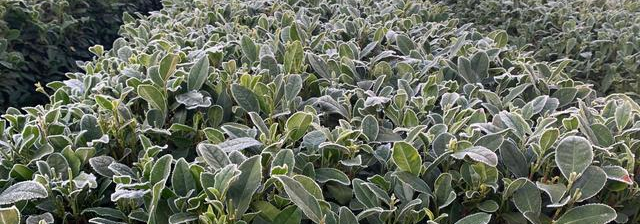 富硒茶是哪些植物做的(富硒茶中的硒指什么)-硒宝网