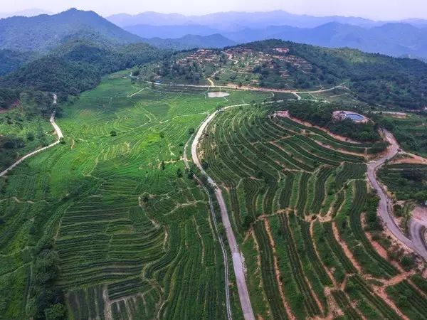 富硒茶跟有机茶一样吗(富硒茶具)-硒宝网