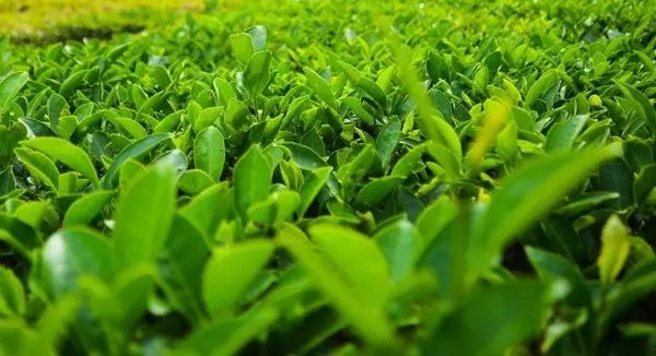 富硒茶跟有机茶一样吗(富硒茶具)-硒宝网