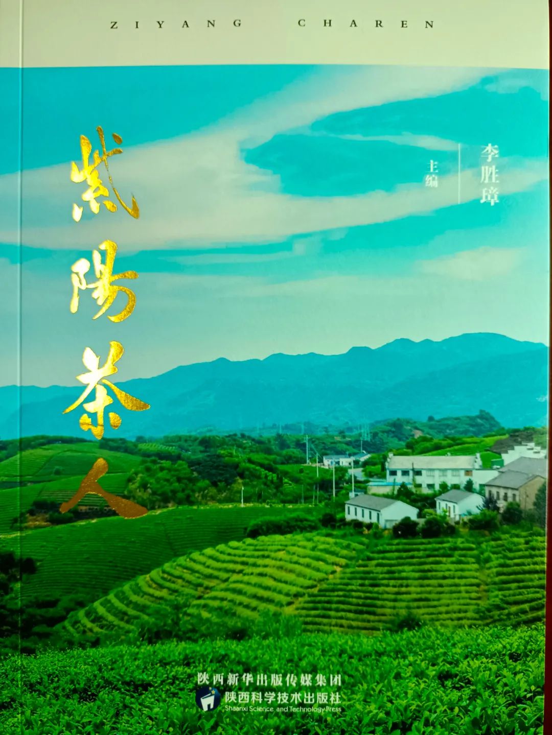 紫阳富硒茶的生长过程（紫阳茶富硒茶）-硒宝网