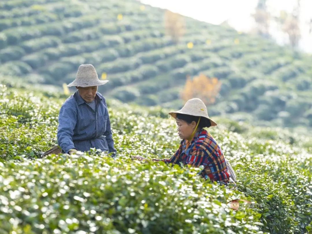 紫阳富硒茶的生长过程（紫阳茶富硒茶）-硒宝网