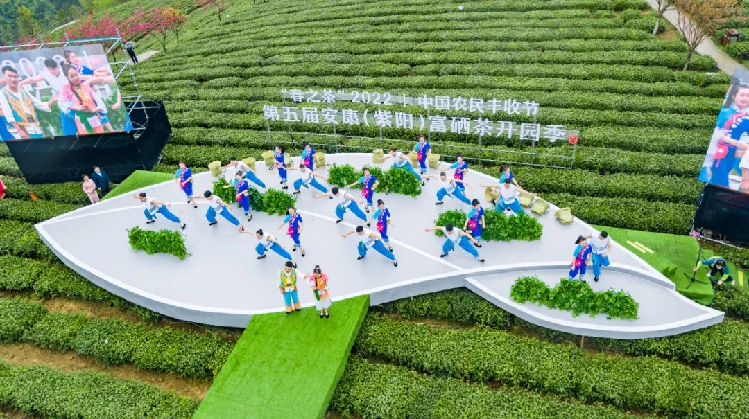 紫阳富硒茶的生长过程（紫阳茶富硒茶）-硒宝网