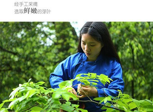 恩施富硒青钱柳茶价格（恩施青钱柳什么价）-硒宝网