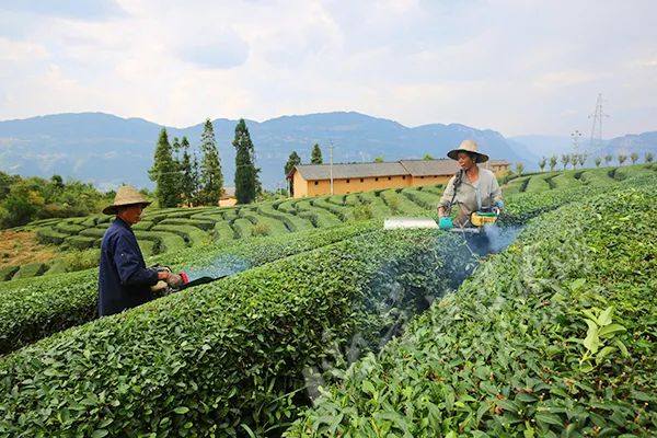 富硒青茶关键生产技术(关键生产富硒技术青茶的企业)-硒宝网
