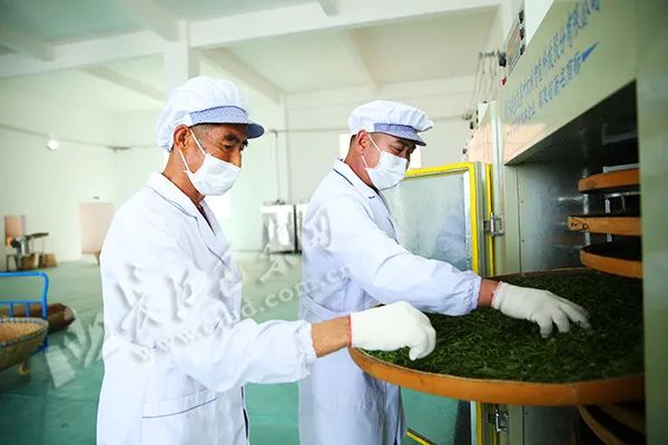 富硒青茶关键生产技术(关键生产富硒技术青茶的企业)-硒宝网