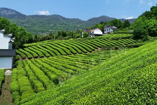 富硒青茶关键生产技术(关键生产富硒技术青茶的企业)-硒宝网