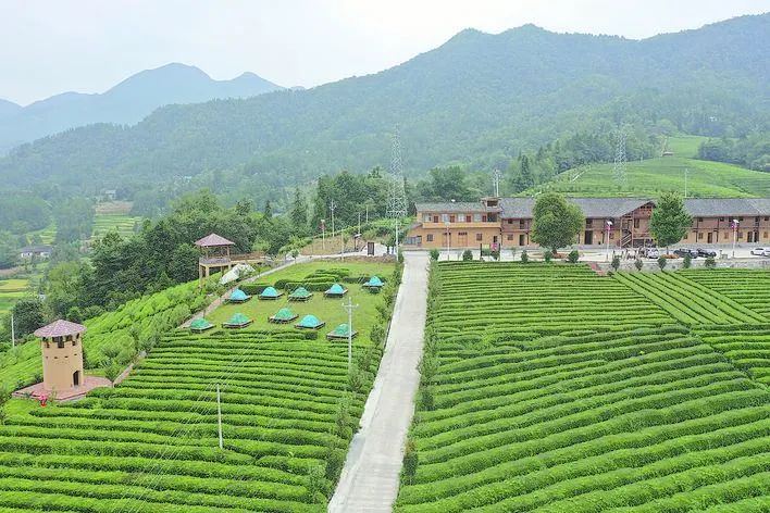 富硒青茶关键生产技术(关键生产富硒技术青茶的企业)-硒宝网