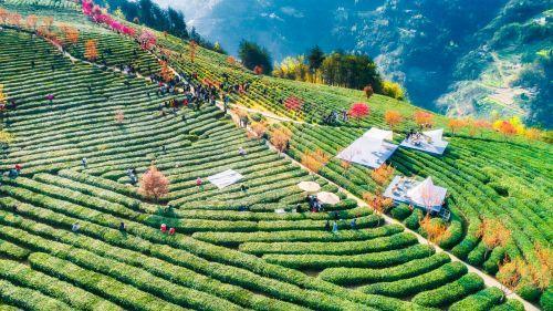 紫阳富硒茶开园活动日(紫阳富硒茶场观光园)-硒宝网