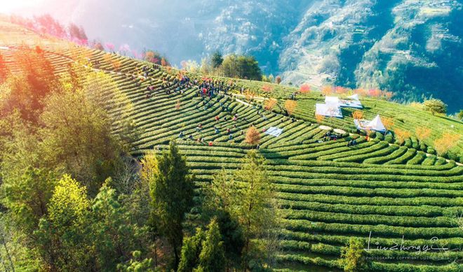 紫阳富硒茶开园活动日(紫阳富硒茶场观光园)-硒宝网