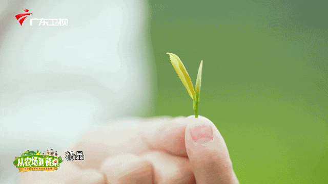 肝不好能喝富硒茶绿茶(绿茶和肝脏)-硒宝网