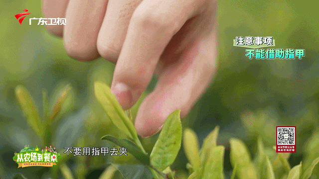 肝不好能喝富硒茶绿茶(绿茶和肝脏)-硒宝网