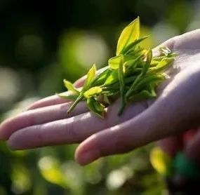 紫阳富硒茶新茶多少钱(紫阳富硒茶100克价格表)-硒宝网