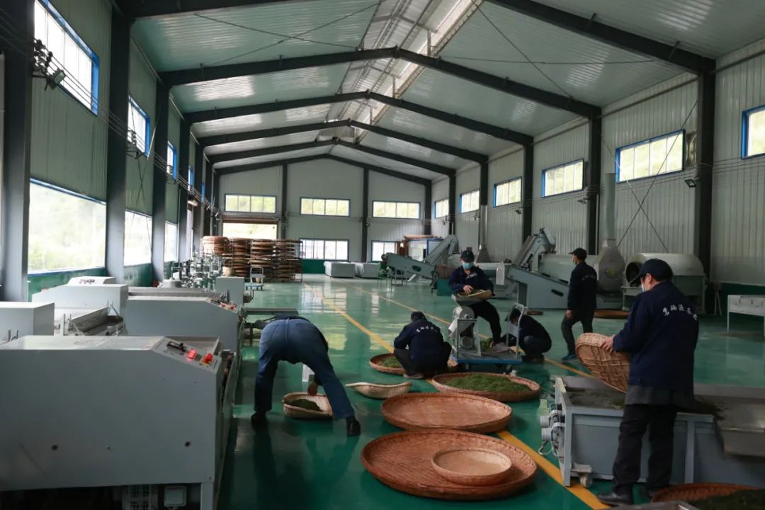 紫阳富硒茶新茶多少钱（紫阳富硒茶茶树）-硒宝网