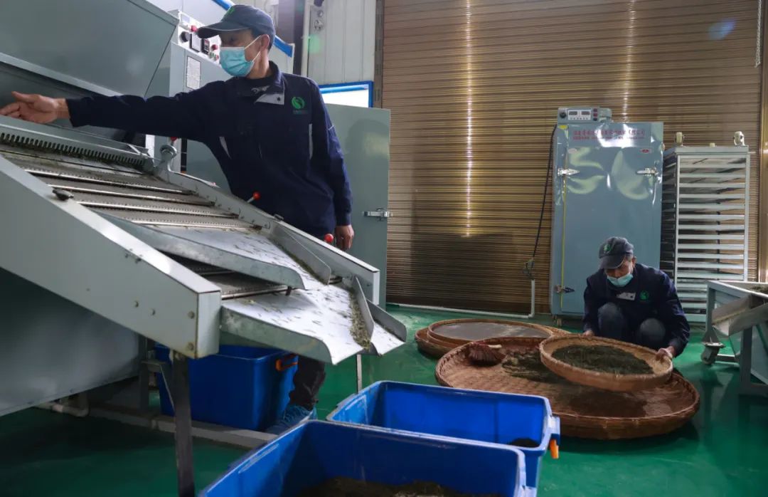 紫阳富硒茶新茶多少钱（紫阳富硒茶茶树）-硒宝网