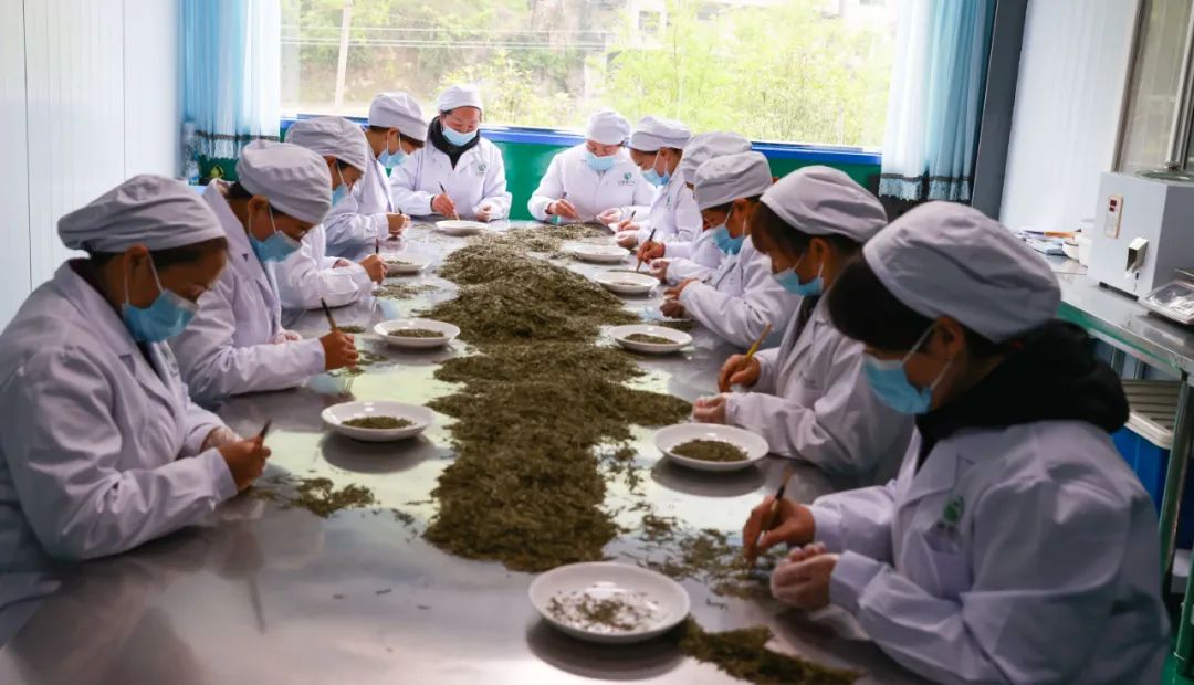 紫阳富硒茶新茶多少钱（紫阳富硒茶茶树）-硒宝网