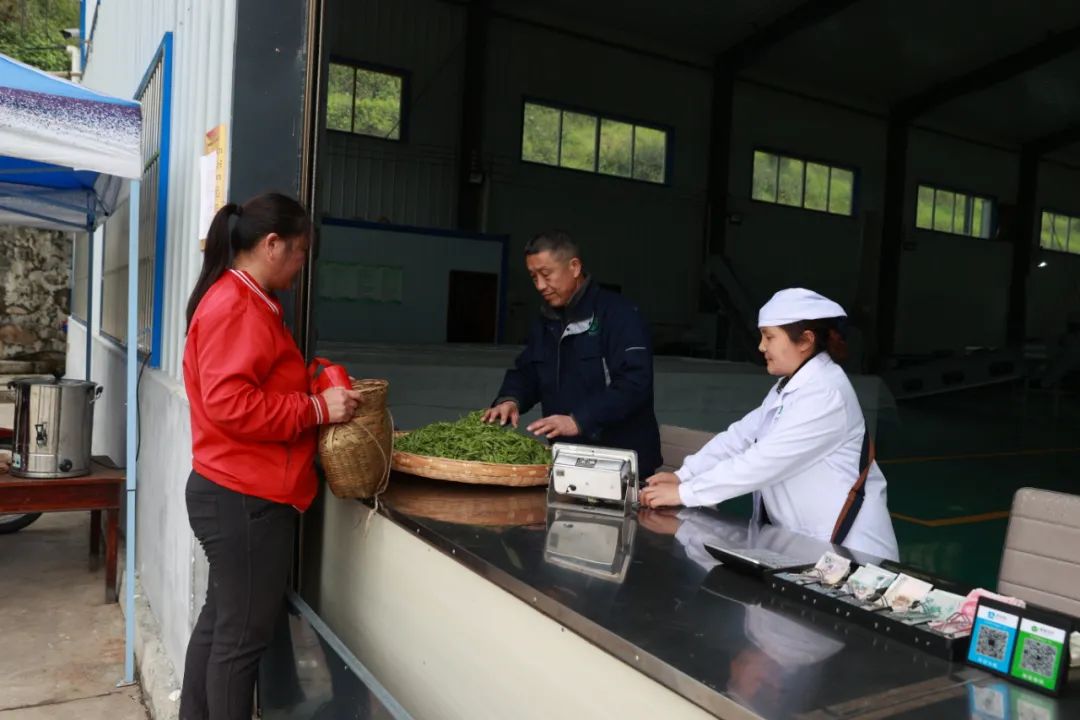 紫阳富硒茶新茶多少钱（紫阳富硒茶茶树）-硒宝网