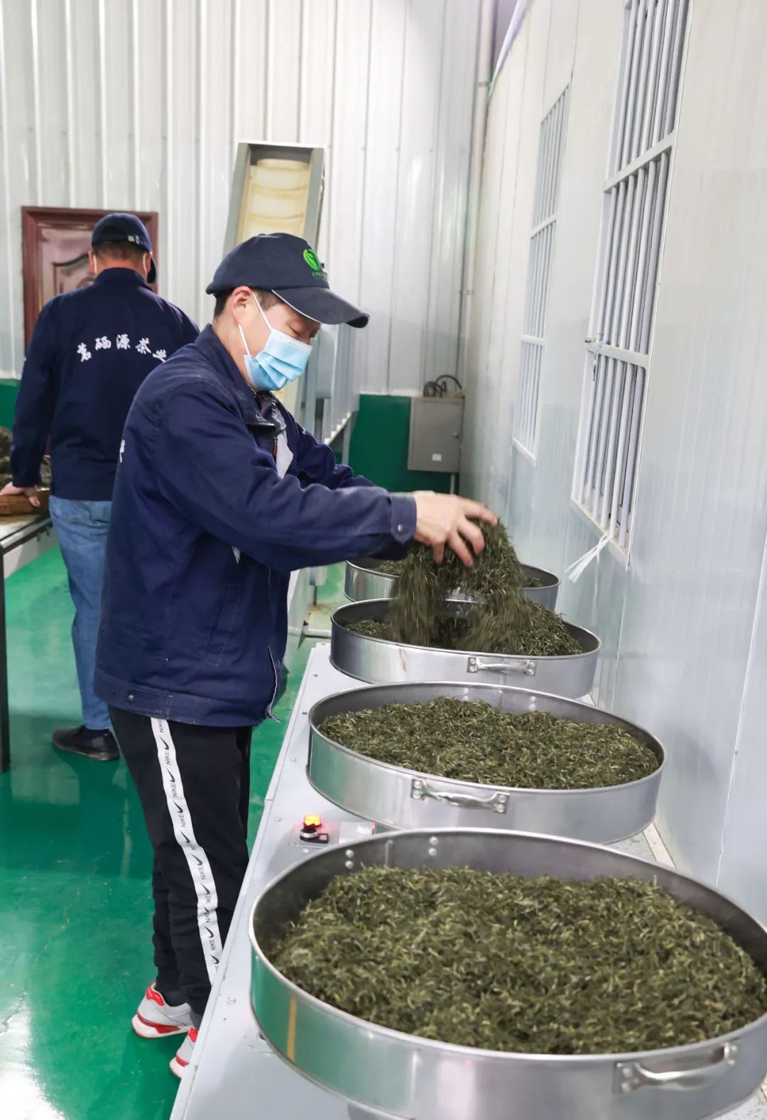 紫阳富硒茶新茶多少钱（紫阳富硒茶茶树）-硒宝网