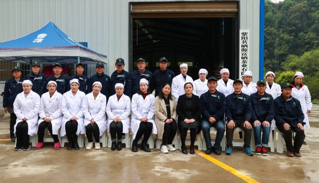 紫阳富硒茶新茶多少钱（紫阳富硒茶茶树）-硒宝网