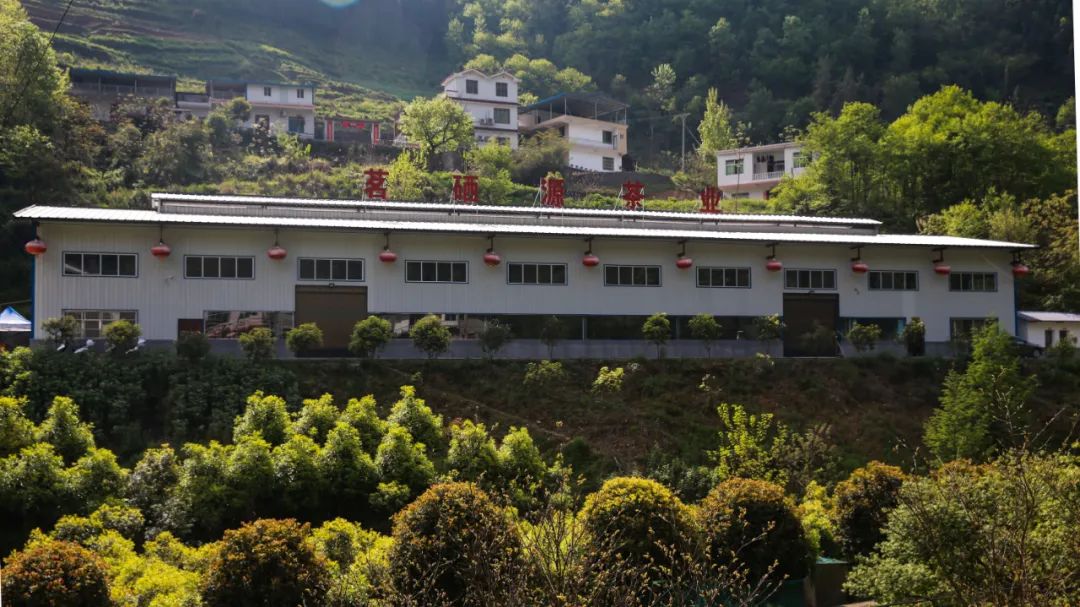 紫阳富硒茶新茶多少钱（紫阳富硒茶茶树）-硒宝网