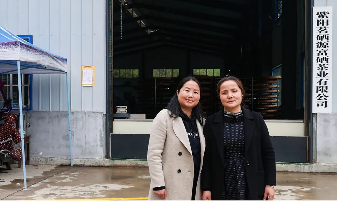 紫阳富硒茶新茶多少钱（紫阳富硒茶茶树）-硒宝网