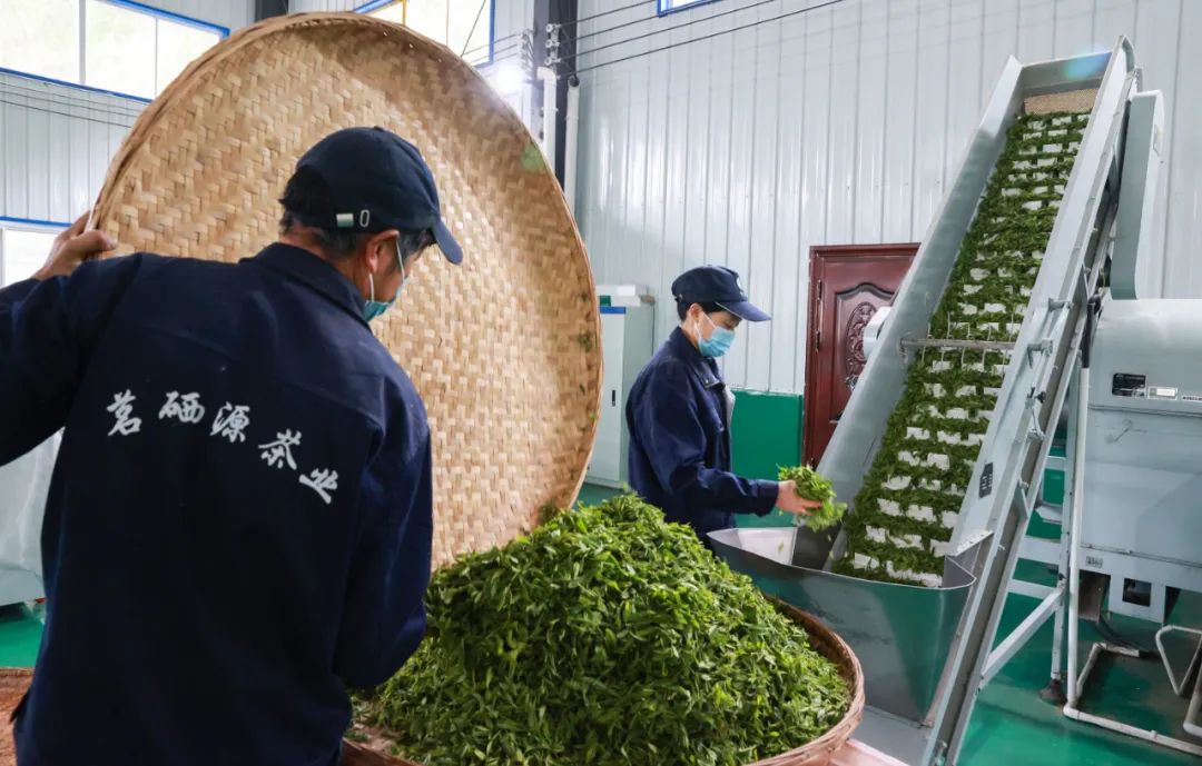 紫阳富硒茶新茶多少钱（紫阳富硒茶茶树）-硒宝网