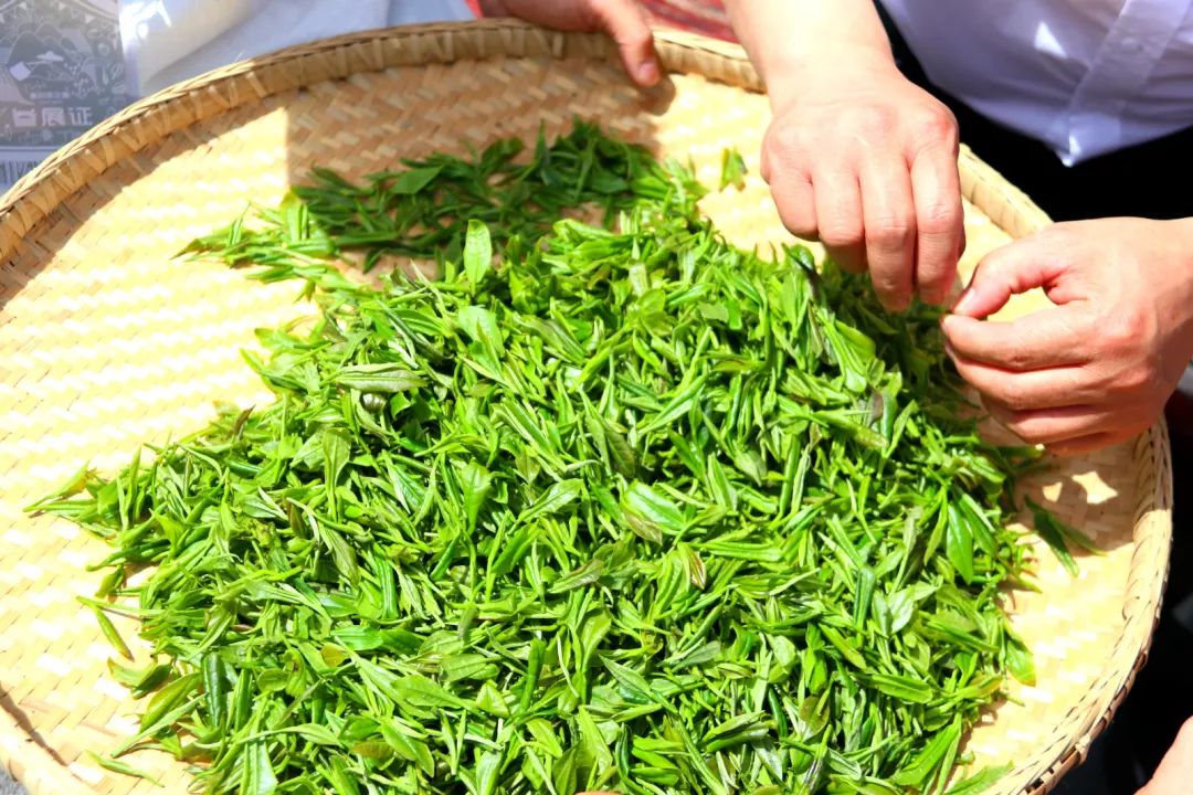 紫阳富硒茶给您拜年啦（紫阳富硒茶文化）-硒宝网