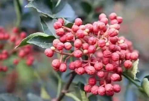 紫阳富硒茶给您拜年啦（紫阳富硒茶文化）-硒宝网