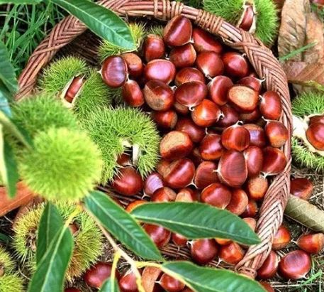 紫阳富硒茶给您拜年啦（紫阳富硒茶文化）-硒宝网