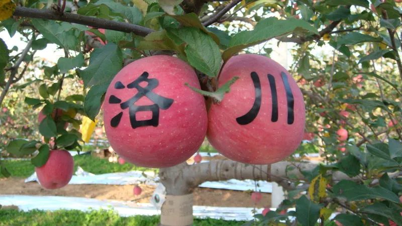 紫阳富硒茶给您拜年啦（紫阳富硒茶文化）-硒宝网