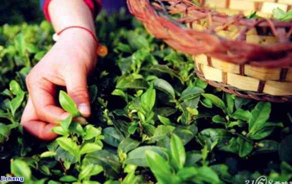 河南富硒普洱茶哪里买（普洱原生庄园富硒茶价格）-硒宝网