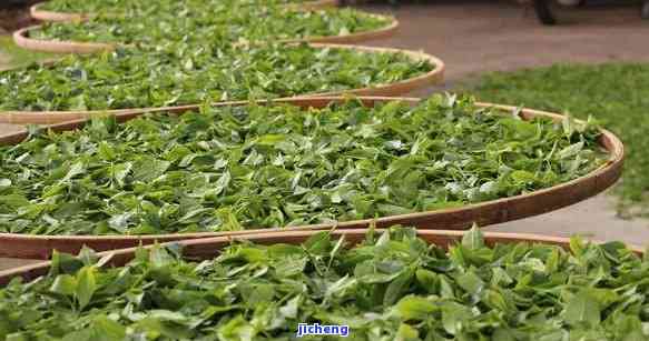 河南富硒普洱茶哪里买（普洱原生庄园富硒茶价格）-硒宝网