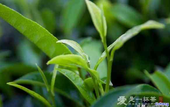 河南富硒普洱茶哪里买（普洱原生庄园富硒茶价格）-硒宝网