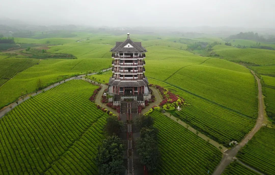 恩施富硒茶价格表湖北（湖北恩施茶叶价格表）-硒宝网