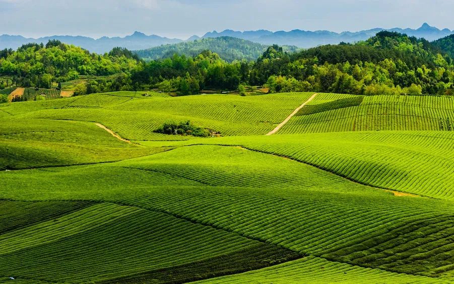 恩施富硒茶价格表湖北（湖北恩施茶叶价格表）-硒宝网