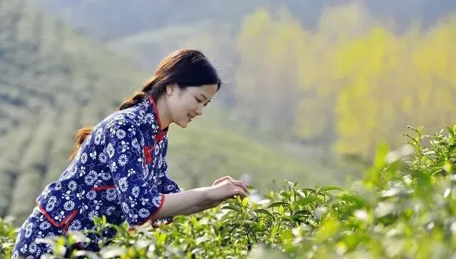 恩施富硒茶价格表湖北（湖北恩施茶叶价格表）-硒宝网