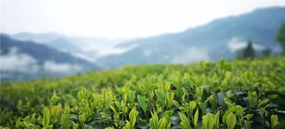 关南春紫阳富硒茶价格（紫阳富硒茶叶的价格表）-硒宝网
