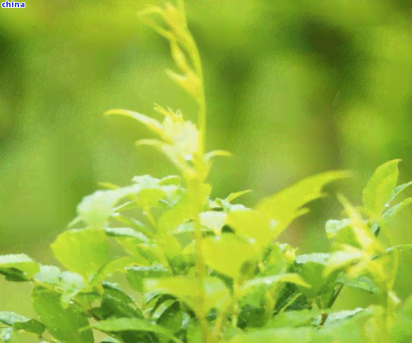 富硒藤茶那里的产地好(富硒藤茶的产地)-硒宝网