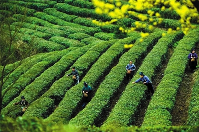 丹寨手工富硒茶多少钱（富硒茶制作过程）-硒宝网