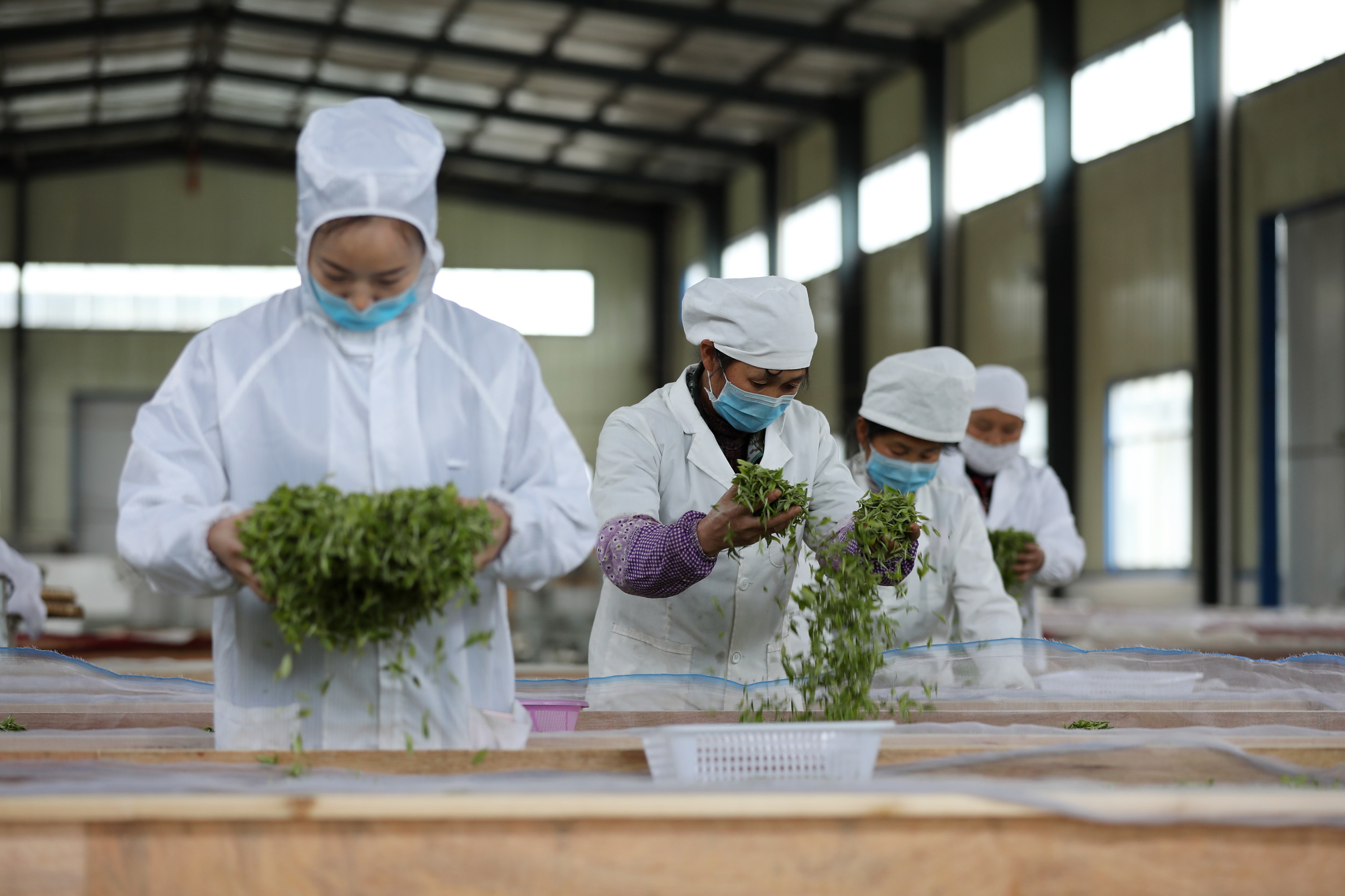 丹寨手工富硒茶多少钱（富硒茶制作过程）-硒宝网