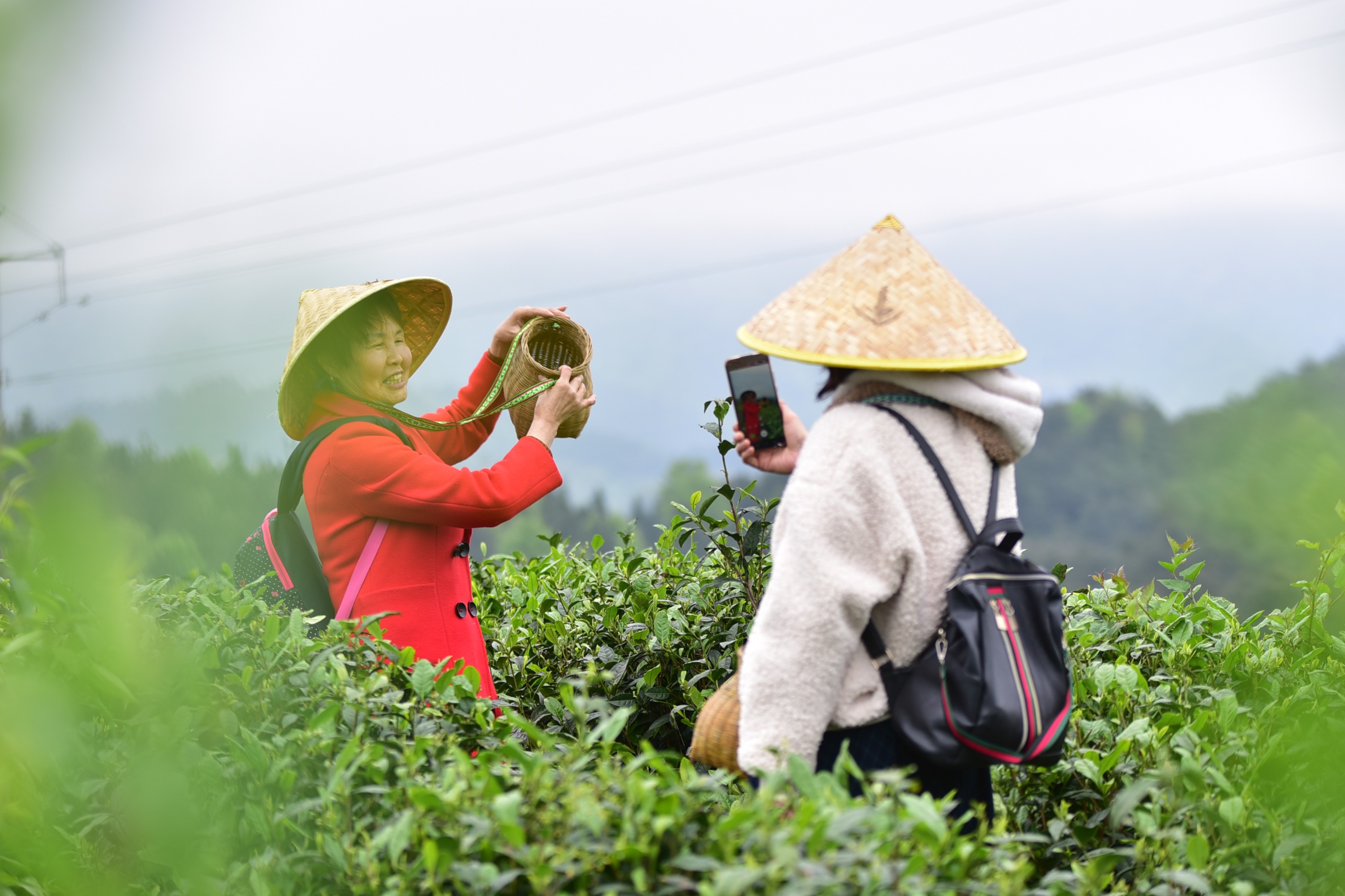 丹寨手工富硒茶多少钱（富硒茶制作过程）-硒宝网