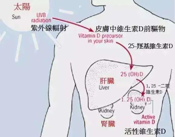 小孩子缺钙吃什么补钙好(小孩补钙会不会不长个)-硒宝网